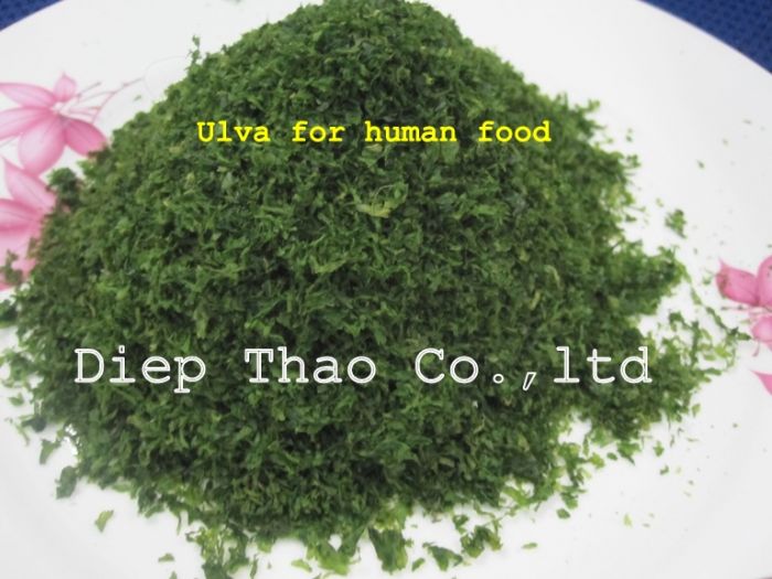Ulva seaweed for food