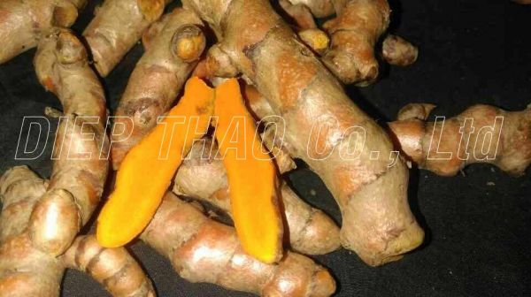 Turmeric in Fresh and Dry